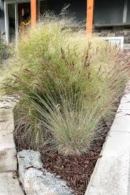 Planting for color is a complex subject that can be intimidating. How To Use Ornamental Grasses In Your Landscaping The Happy Housie