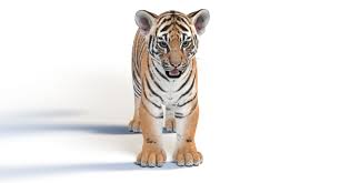 3d Tiger Animal Mammal Turbosquid 1394984 In 2020 Pet Tiger Animals Mammals
