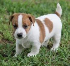 However, free dogs and puppies are a rarity as shelters usually charge a small adoption fee to. Available Female Puppies