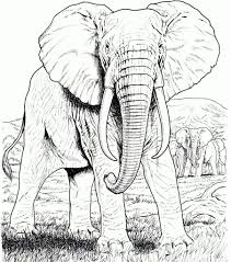 Elephant Coloring Pages For Adults Best Coloring Pages For Kids Elephant Coloring Page Elephant Drawing Elephant Face Drawing
