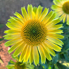 Image result for Oncella curviramea