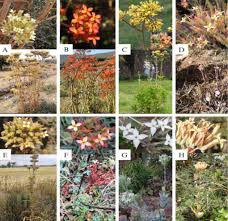 Image result for Kalanchoe lateritia