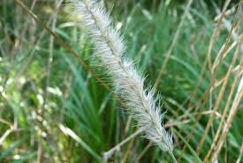 Image result for Cenchrus caudatus