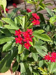 Image result for Jatropha erythropoda