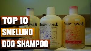 Best Smelling Dog Shampoo In 2024