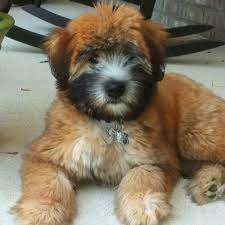 Pin By Lauren Cummins On Loves Wheaten Terrier Puppy Wheaten Terrier Wheaton Terrier
