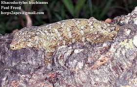 Rhacodactylus Leachianus The Reptile Database