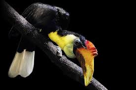Learn about all the amazing animals in indonesia (islands). 10 Wild Native Animals That Live In Indonesia