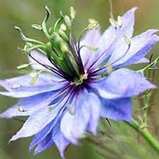 Nigella Blue Love In A Mist Flower Seeds Miss Jekyll Light Etsy Flower Seeds Nigella Black Seed Oil