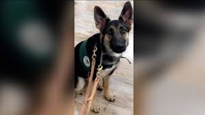 Located in cleveland, ohio near pennslyvania, michigan, kentucky, & west virginia Reward Offered For Safe Return Of Missing Seeing Eye Puppy In Wantage New Jersey Abc7 New York