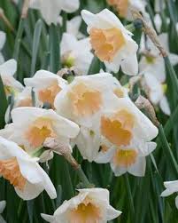 Narcissus Peaches And Cream Daffodil Bulbs Daffodils Narcissus