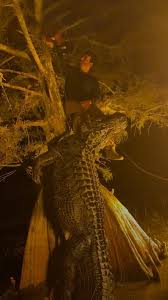 Muere pescador en ataque de caimán junto a un lago en Florida