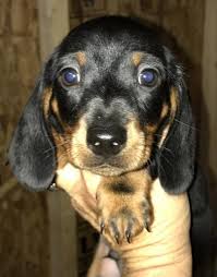 Double dapple dachshund puppies for sale dapple dachshund puppies for sale are a great thing. Miniature Dachshund Puppy For Sale Adoption Rescue For Sale In Brewton Alabama Classified Americanlisted Com