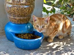 On the negative side, the food contains small amounts of alfalfa meal and ground flaxseed, neither of which are necessary inclusions in cat food. America S Fancy Pet Food Addiction Is A Big Problem For The Environment Smart News Smithsonian Magazine