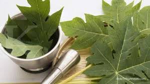 Check spelling or type a new query. Mengontrol Gula Darah Ini 6 Manfaat Daun Pepaya Bagi Kesehatan