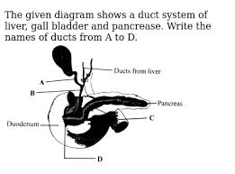 The liver helps in the production of plasma protein like prothrombin and fibrinogens which helps in the blood clotting. The Given Diagram Shows A Duct System Of Liver Gall Bladder And P