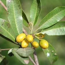 Image result for Manilkara mochisia