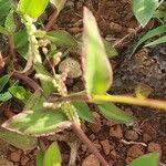 Image result for Urochloa semiundulata