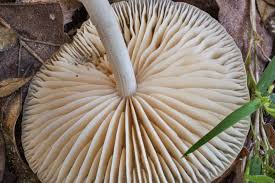 Image result for Marasmius opacus