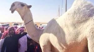 How do you get rid of a camel toe. Watch Mummification Of Most Beautiful Camel In Saudi Arabia Al Arabiya English