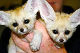 Fennec Fox Sisters Are Animal Ambassadors At Chattanooga Zoo Baby Zoo Animals Chattanooga Zoo Animals