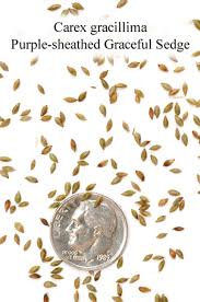 Image result for Pycreus gracillimus