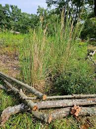 Image result for Sporobolus angustifolius