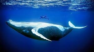 Pin By Gabriel Olague On Exercise Sea Mammal Blue Reef Aquarium Whale