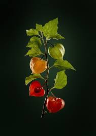 Redirection Page D Accueil Zenphoto Op Fruits Et Legumes Fruit Delicieux
