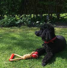 How Long Do Poodles Live In Human Years A New Mathematical Formula Can Help You Find Out
