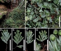 Image result for Hymenophyllaceae