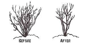 How To Prune Crepe Myrtles Correctly The Good Earth Garden Center Crepe Myrtle Myrtle Tree Crepe Myrtle Trees