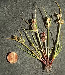 Image result for Cyperus squarrosus