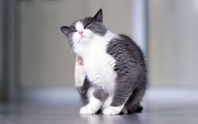 Most common types of external parasites on cats. Can Cats Get Lice What To Do If They Do