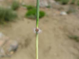 Image result for Dichanthium annulatum