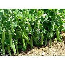 Green peas, or garden peas, are the small, spherical seeds that come from pods produced by the pisum sativum plant. Garden Peas Seeds à¤®à¤Ÿà¤° à¤• à¤¬ à¤œ à¤ª à¤¸ à¤¡ Hassan Agro Bio Tech Organic Manure Bengaluru Id 20697198333