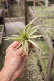 Image result for Commelina capitata