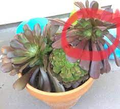 We certainly never had any luck with aeonium leaf propagation. Aeoniums Care Propagation And Growing Tips Succulent Plant Care