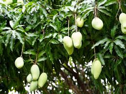 Image result for Mangifera