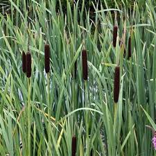 Image result for Typha