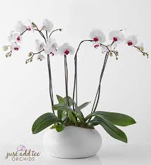 Check spelling or type a new query. Elegant Orchid Garden For Sympathy 1800flowers Com 157376