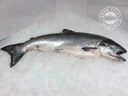 To get all the way down to $15 per pound, you usually need to join some kind of local buying club or make a bulk purchase. Buy Fresh Whole Alaskan King Salmon 19 20 Lbs Online Pure Food Fish Market