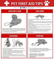 If your pet has suddenly become lethargic, call us today. Imgur Com Pets First Responsible Pet Owner Dog Care Tips