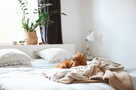 However, the good news is that certain fabrics are usually less. Your Guide To Bedding That Repels Cat And Dog Hair Happy Cat Corner