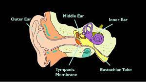 Noise In The Ears When Swallowing Tinnitus Talk Support Forum