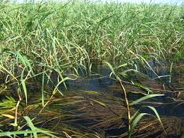 Image result for Panicum subalbidum