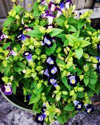 Wishbone Plant Annual Plants Plants Recycled Garden
