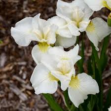 Also, perennial flowers typically bloom most during one particular season but may overlap into another season. 15 White Perennials Walters Gardens Inc