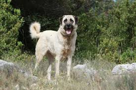 Anatolischer Hirtenhund 2019 Charakter Wesen Anatolischer Hirtenhund Hirtenhund Kangal Hund