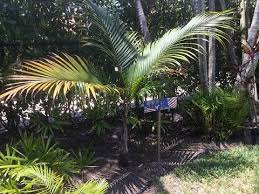 Image result for Dictyosperma